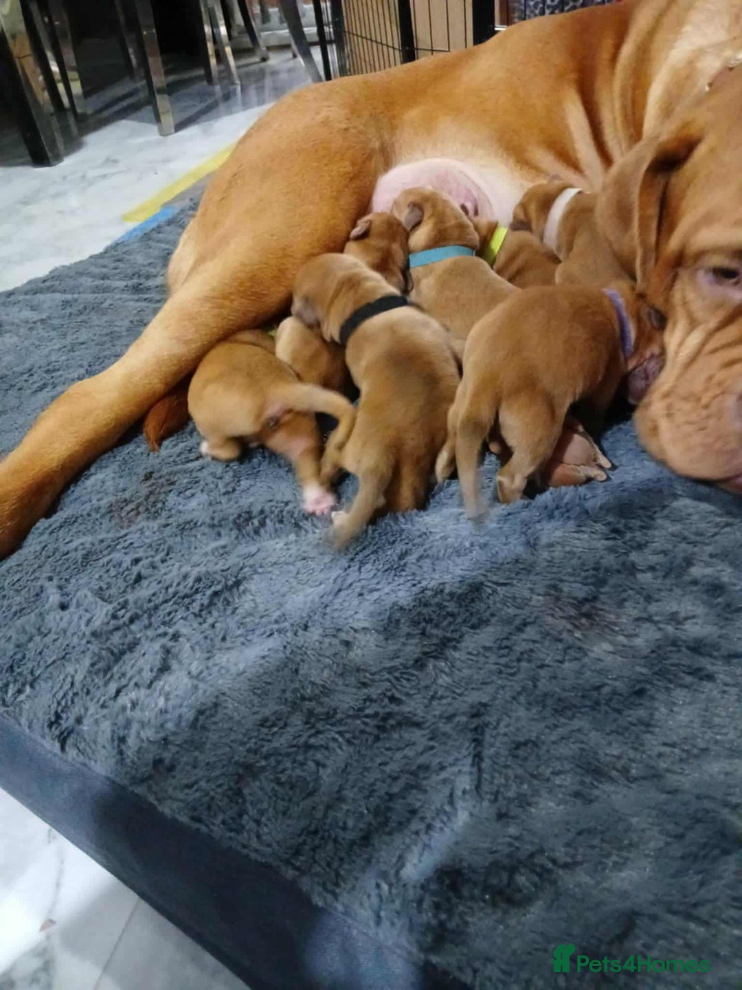 Dogue De Bordeaux dogs for sale: Dogue De Bordeaux puppies - Advert 7