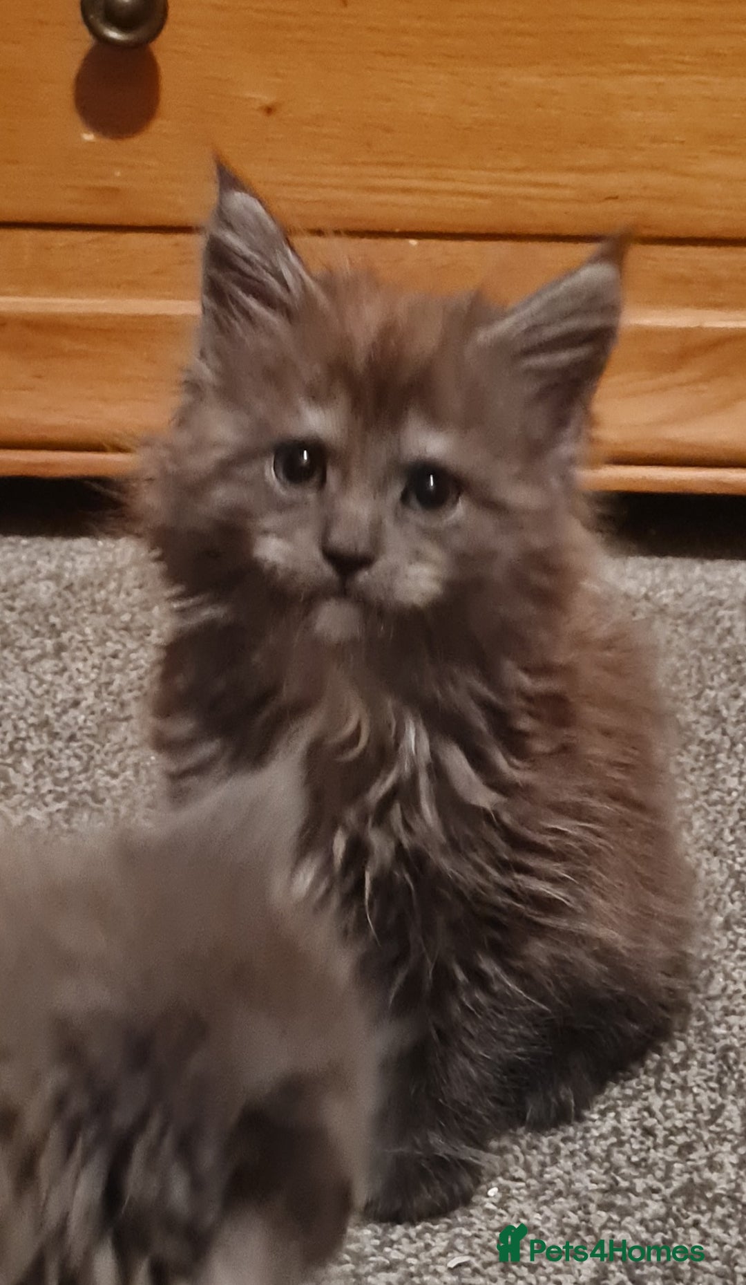 Maine Coon cats for sale: Stunning Mainecoon boys available  - Image 6