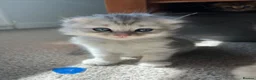 Scottish Fold cats for sale: M&Ms for sale  - Advert 5