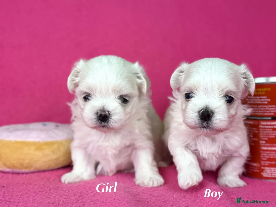 Maltese dogs for sale: Exceptional quality KC reg tiny Maltese  - Advert 4