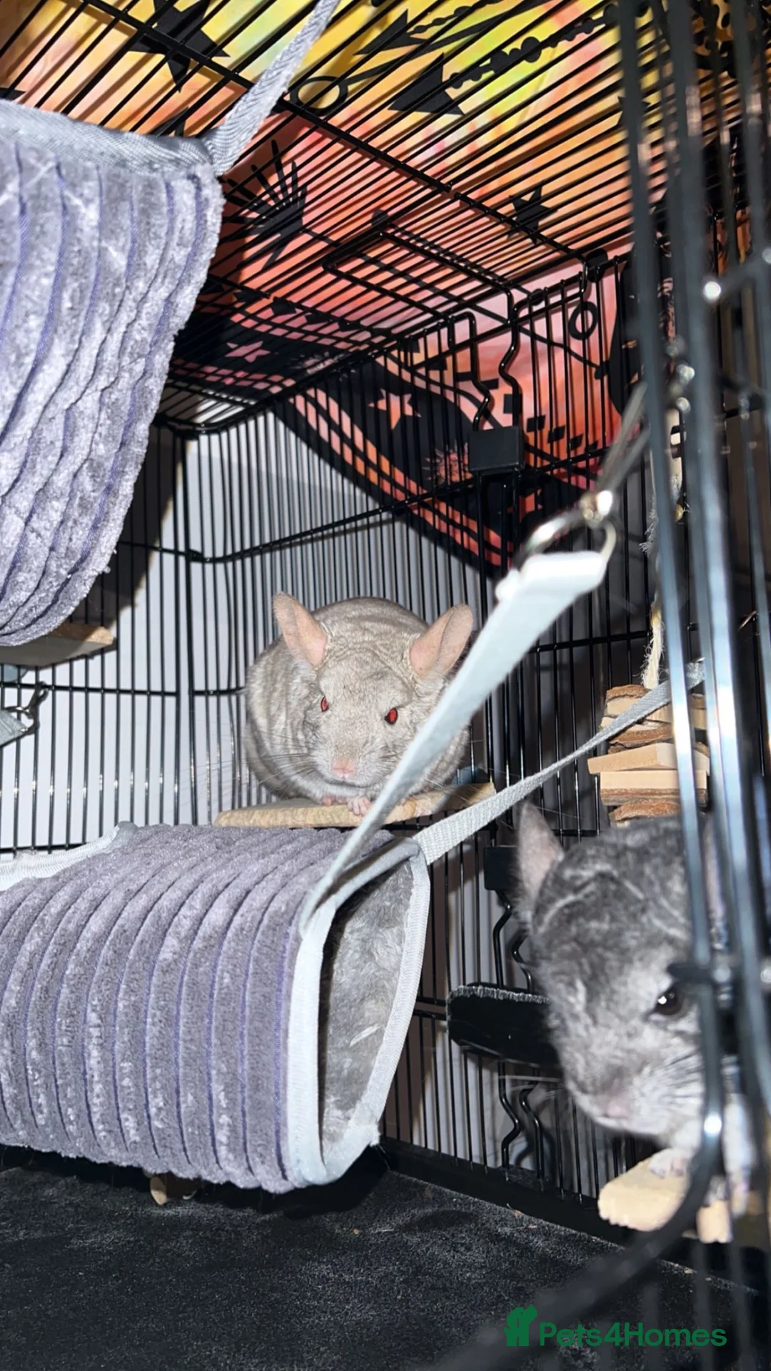 Chinchilla rodents for sale: Two Male Chinchillas Seeking Separate Homes in Royston - Advert 2