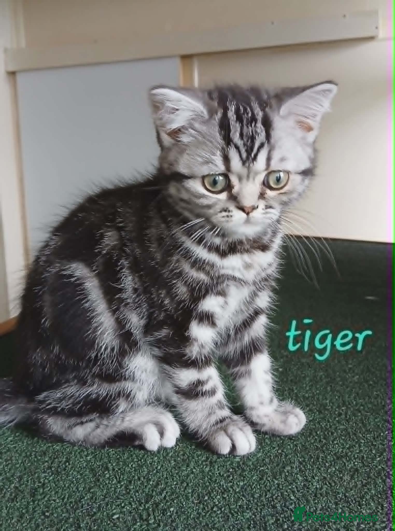 British Shorthair cats Bsh. Silver Classic Tabby . - Advert 15
