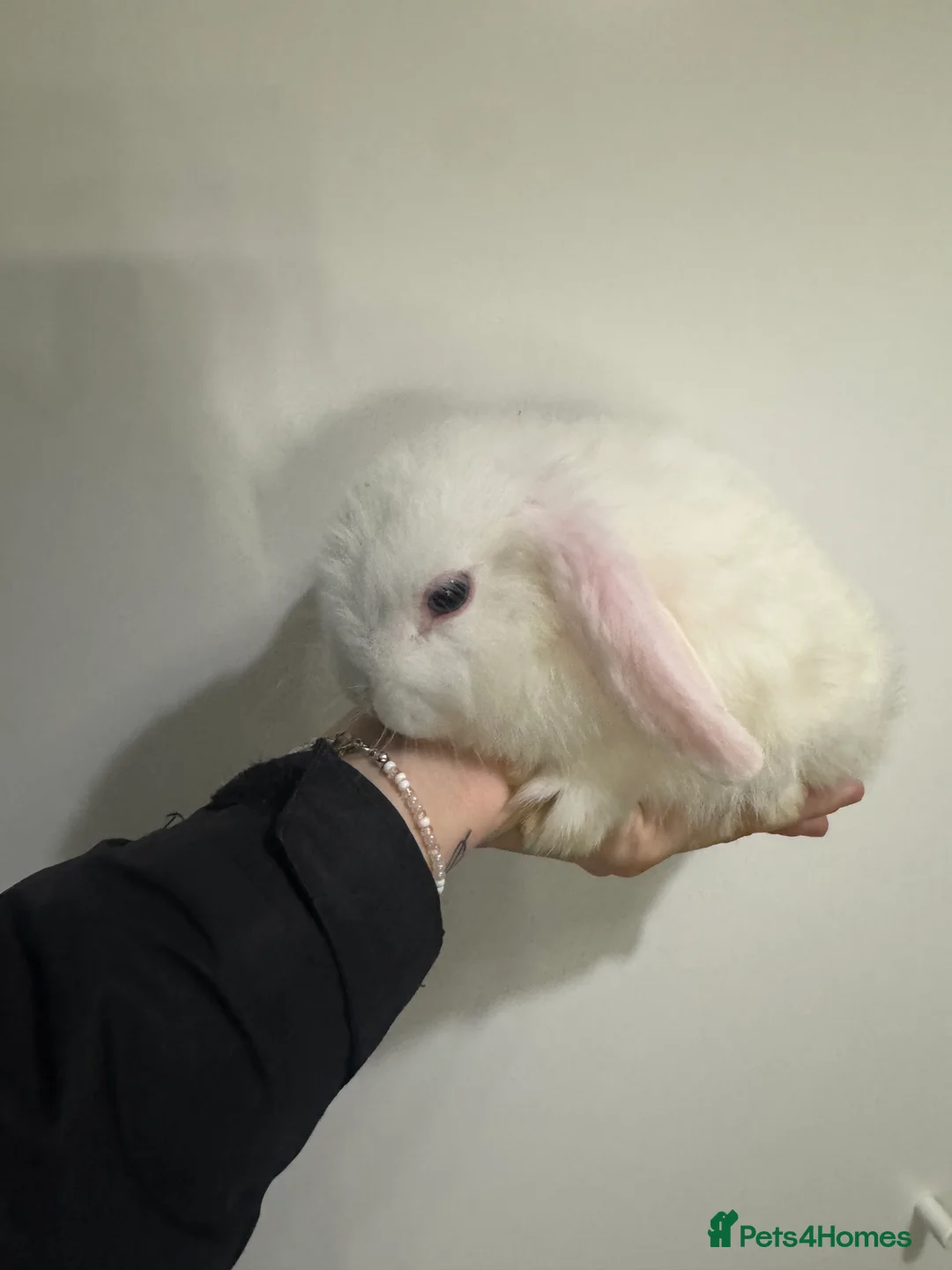 Mini Lop rabbits for sale: YOUNG BEW MALE MINI LOP FOR SALE - Advert 2