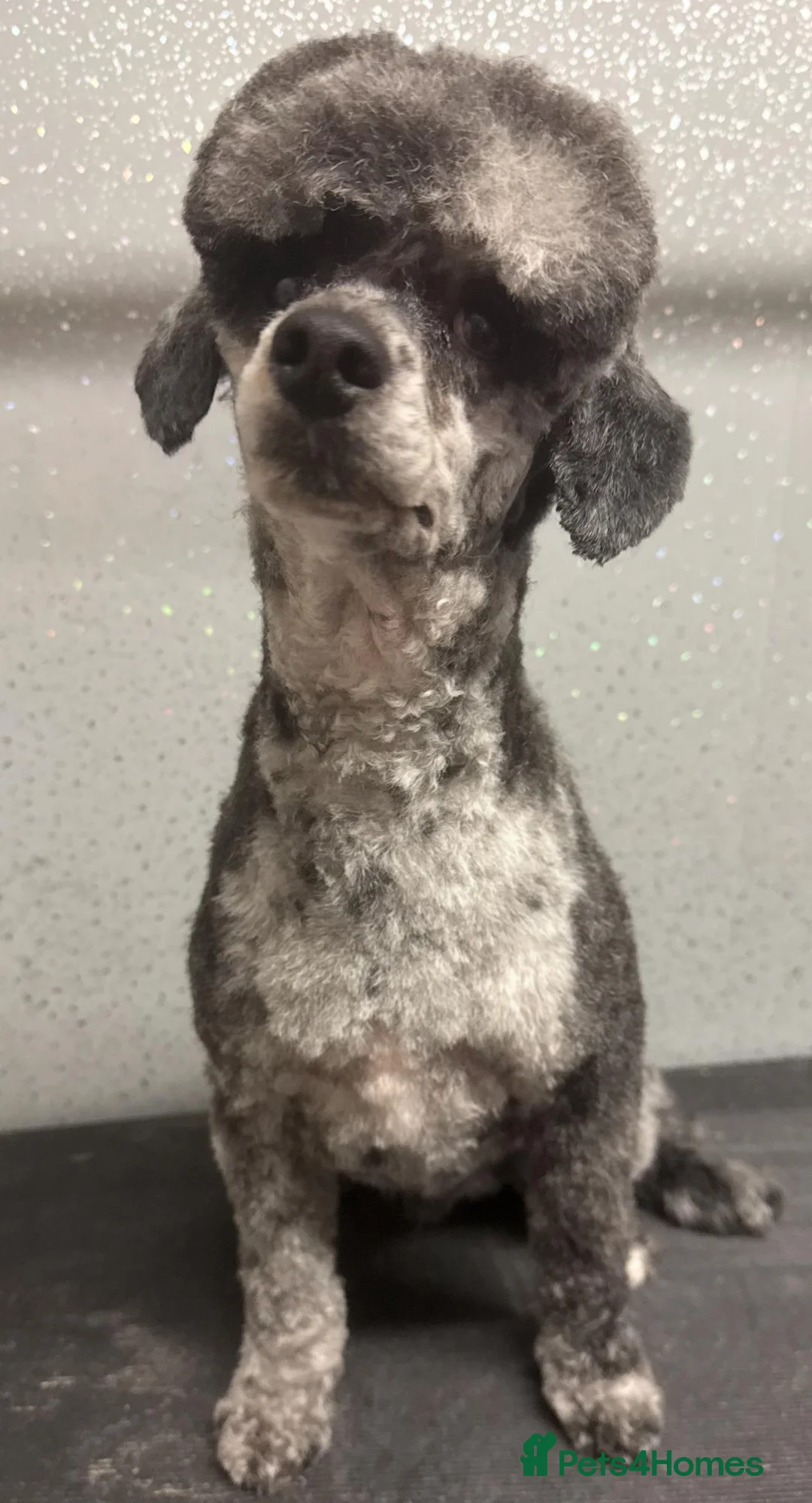 Miniature Poodle dogs for stud: beautiful blue merle miniature poodle in Swanley - Advert 14