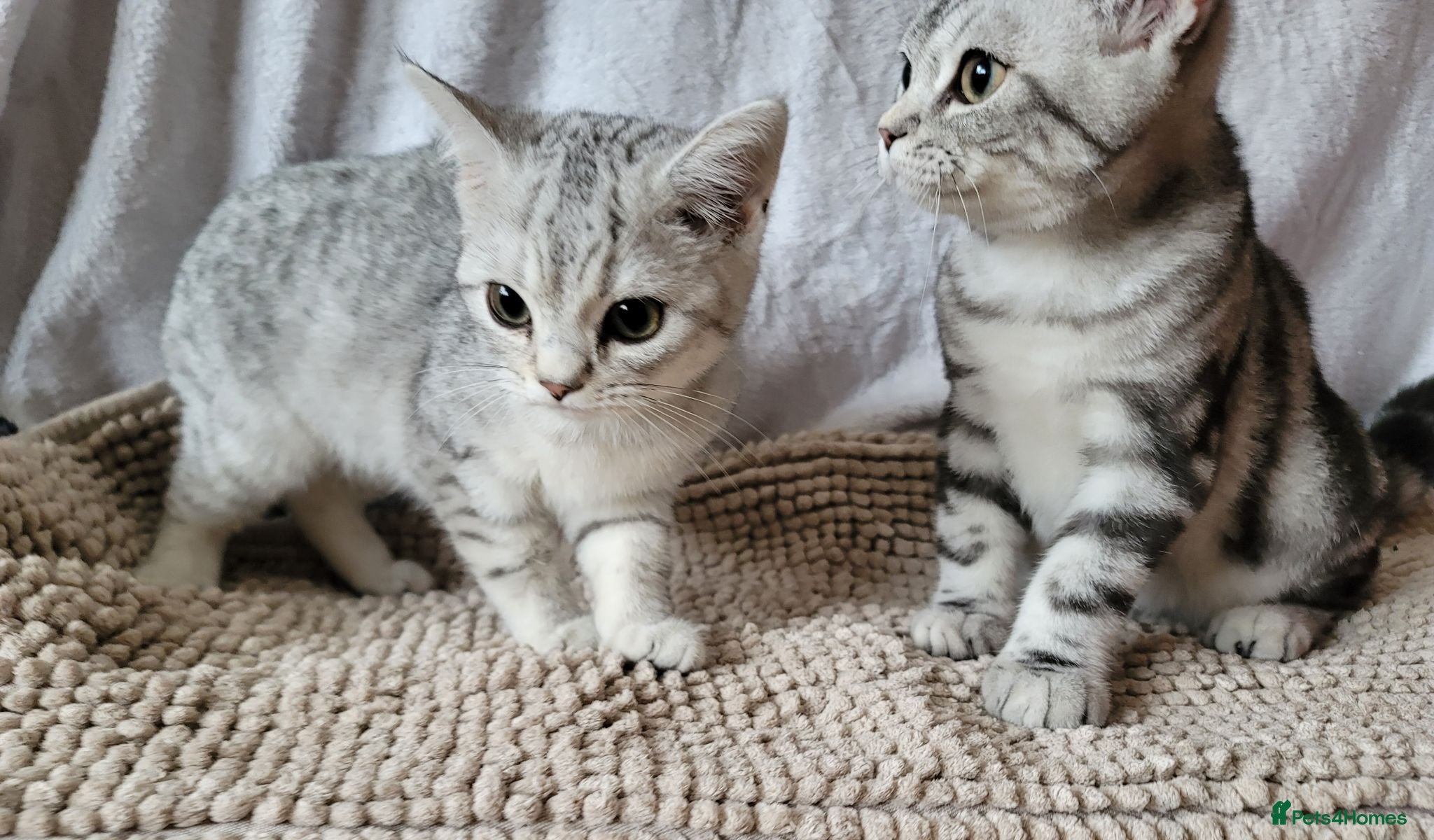 British Shorthair cats Beautiful kittens – 2 Boys & 2 Girls Ready Now  - Advert 1