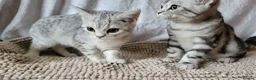 British Shorthair cats for sale: Beautiful British short hair male kitten - Advert 1
