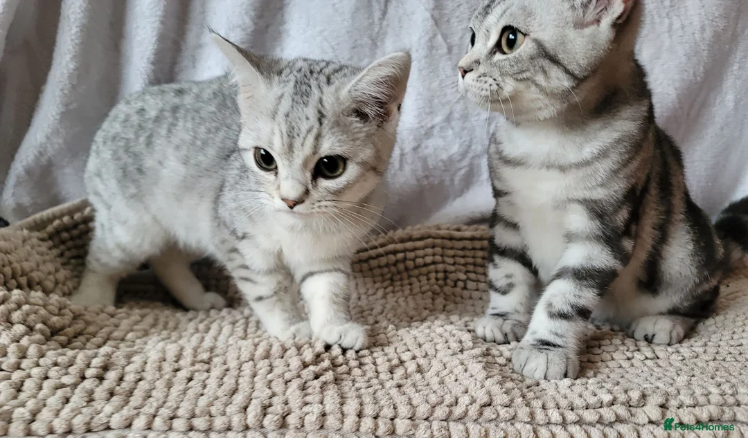 British Shorthair cats for sale: Beautiful British short hair male kitten - Advert 1