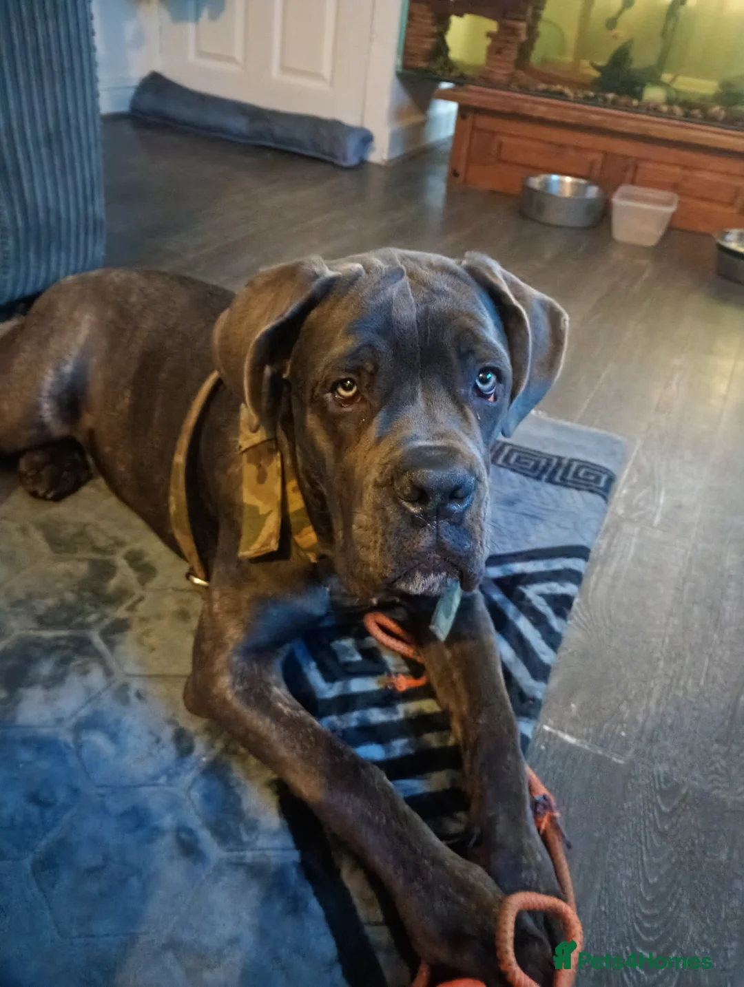 Cane Corso dogs for sale: Cane corso 6 months old 900 ono - Advert 3