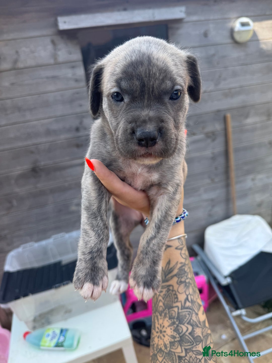 Mixed Breed dogs for sale: Beautiful American bulldog x cane corso puppies - Image 16