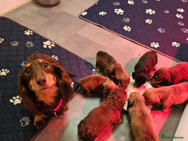 Miniature Dachshund dogs Gorgeous  Long-haired Miniature Dachshund Puppies  - Advert 2