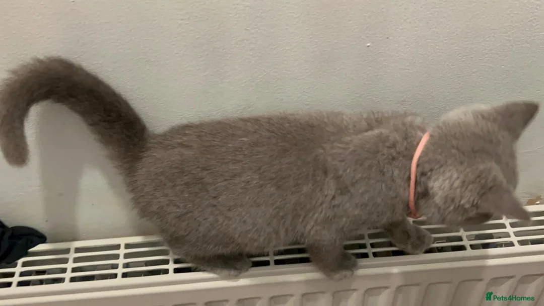 British Shorthair cats for sale: British short hair in Birmingham - Advert 9