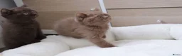 British Shorthair cats for sale: Chocolate Champion bloodline BSH - Advert 29