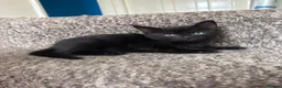 Mixed Breed cats for sale: 3 cats and 3kittens - Advert 16
