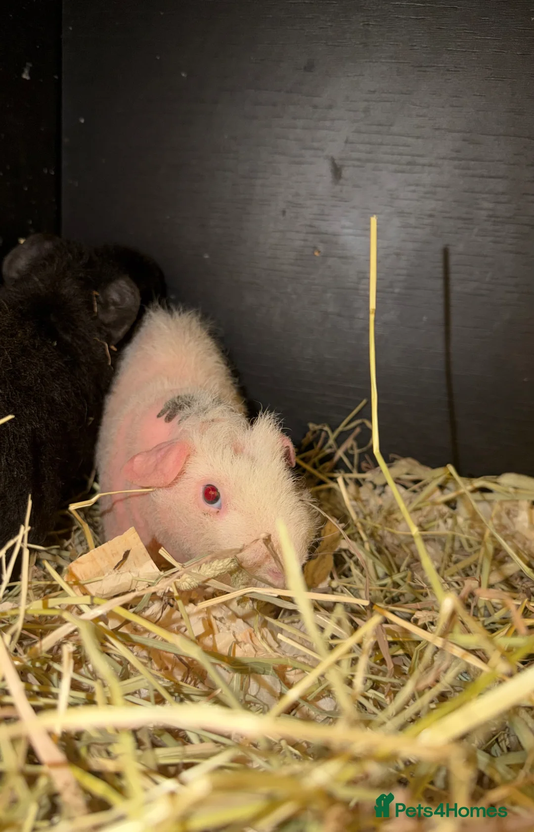 Guinea Pig rodents for sale: Skinny pigs, boys and girls. Dalmatian girl  - Advert 7