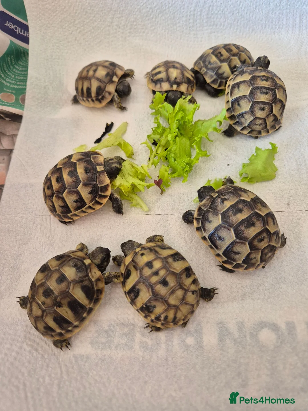 Tortoise reptiles for sale: Hatchlings for sale - Advert 1