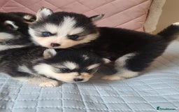 Pomsky dogs for sale:  toy size multi-generational pomsky puppies  - Image 6