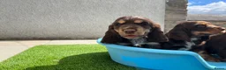 Cocker Spaniel dogs for sale: ⭐️ Health tested KC reg show type cocker 🐶  - Advert 7