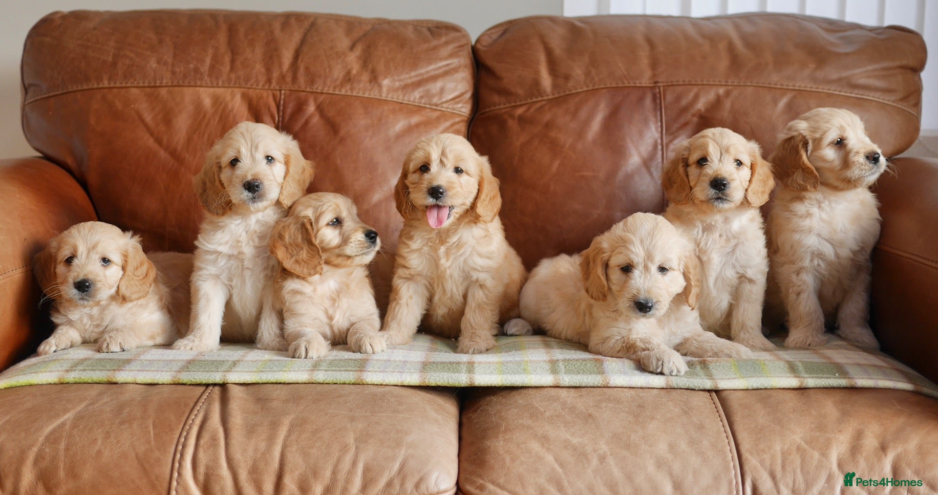 Mini Goldendoodle dogs Stunning F1 Health Tested Miniature Goldendoodles - Advert 1