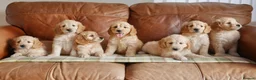 Mini Goldendoodle dogs for sale: Stunning F1 Health Tested Miniature Goldendoodles - Advert 1