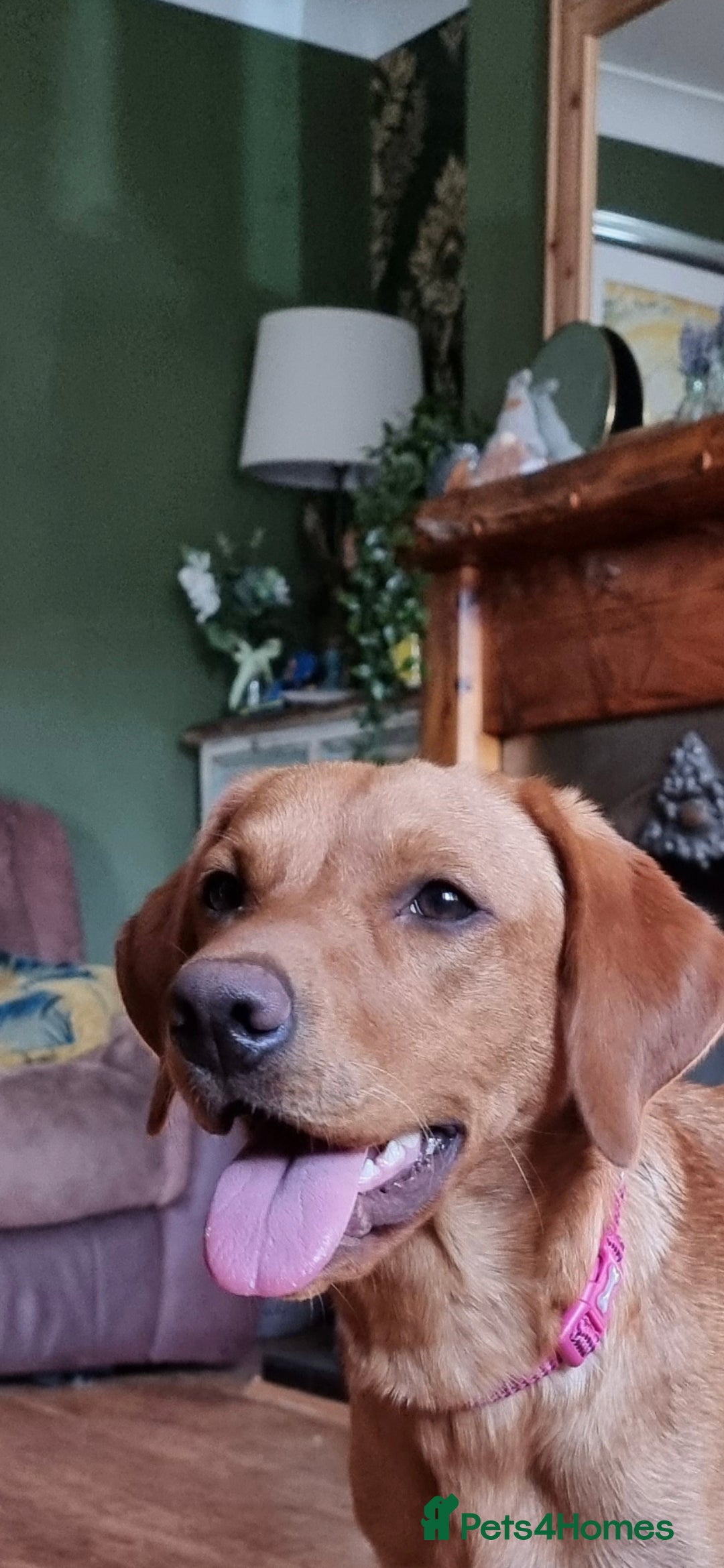 Labrador Retriever dogs for sale: One black boy looking for his forever family - Advert 2