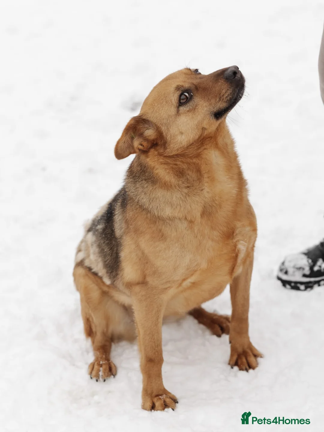 Mixed Breed dogs for adoption: ❤️Varya❤️3 yo girl full of energy, joy,&curiosity. - Advert 16