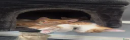 British Longhair cats for sale: Adorable ginger kittens ready for forever homes  in Poulton-le-Fylde - Advert 5