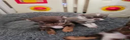 Chihuahua dogs for sale: Kc reg Chihuahua Puppys health tested parents - Advert 6