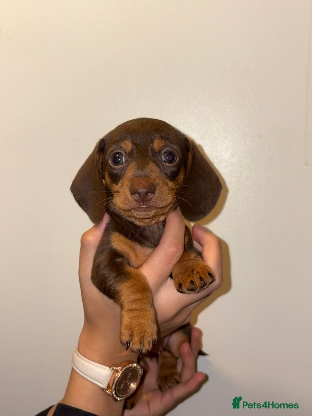 Dachshund dogs for sale: Beautiful Dashaund puppies  - Advert 10