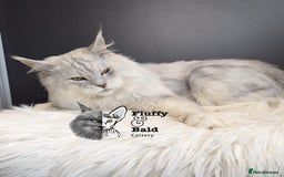 Maine Coon cats for sale: Blue shaded stud boy  - Image 6