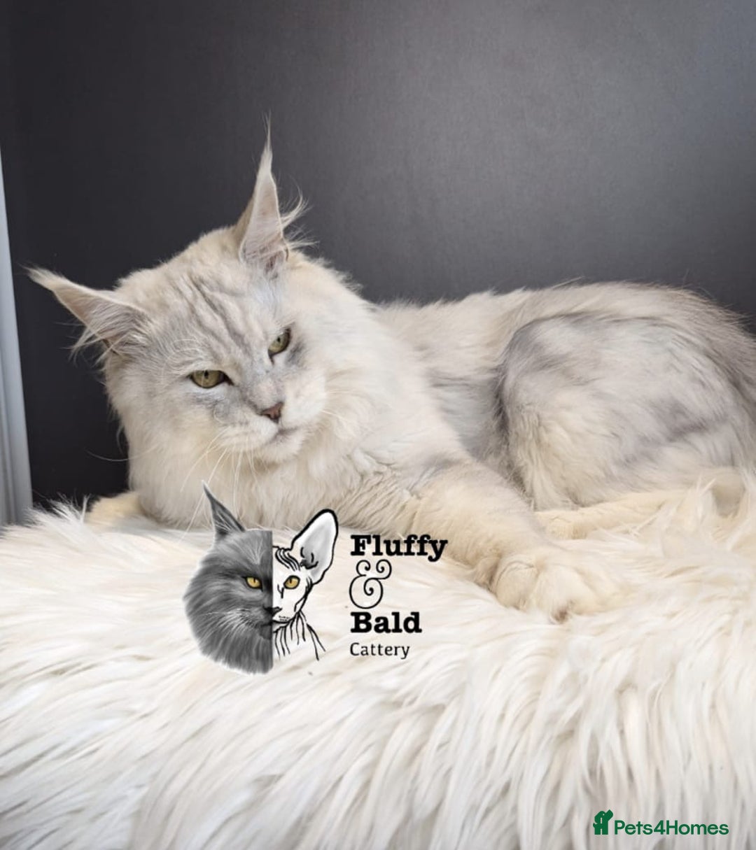 Maine Coon cats for sale: Blue shaded stud boy  - Image 6