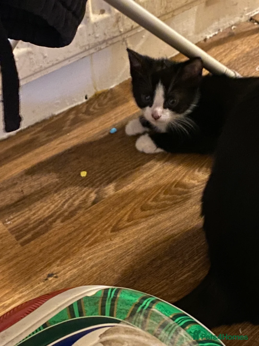 Mixed Breed cats for sale: 3 male kittens  - Advert 5