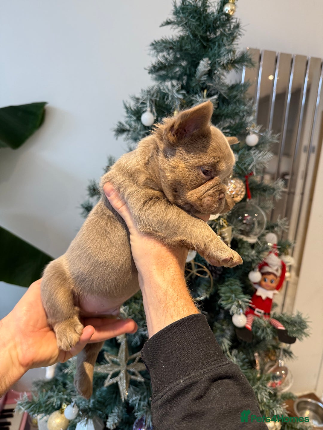 French Bulldog dogs for sale: 8weeks old Fluffy french bulldog puppies - Advert 19