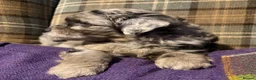 Mixed Breed dogs for sale: Stunning Doodle Puppies  - Advert 10