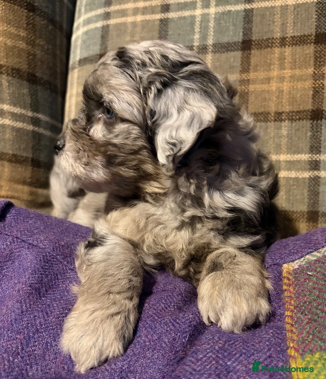 Mixed Breed dogs for sale: Stunning Doodle Puppies  - Advert 10