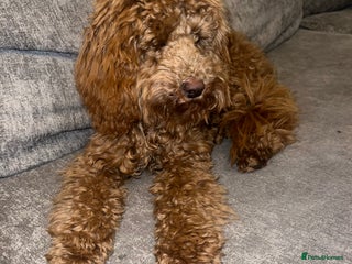 Cockapoo dogs Red Cockapoo Female Puppy - Advert 11