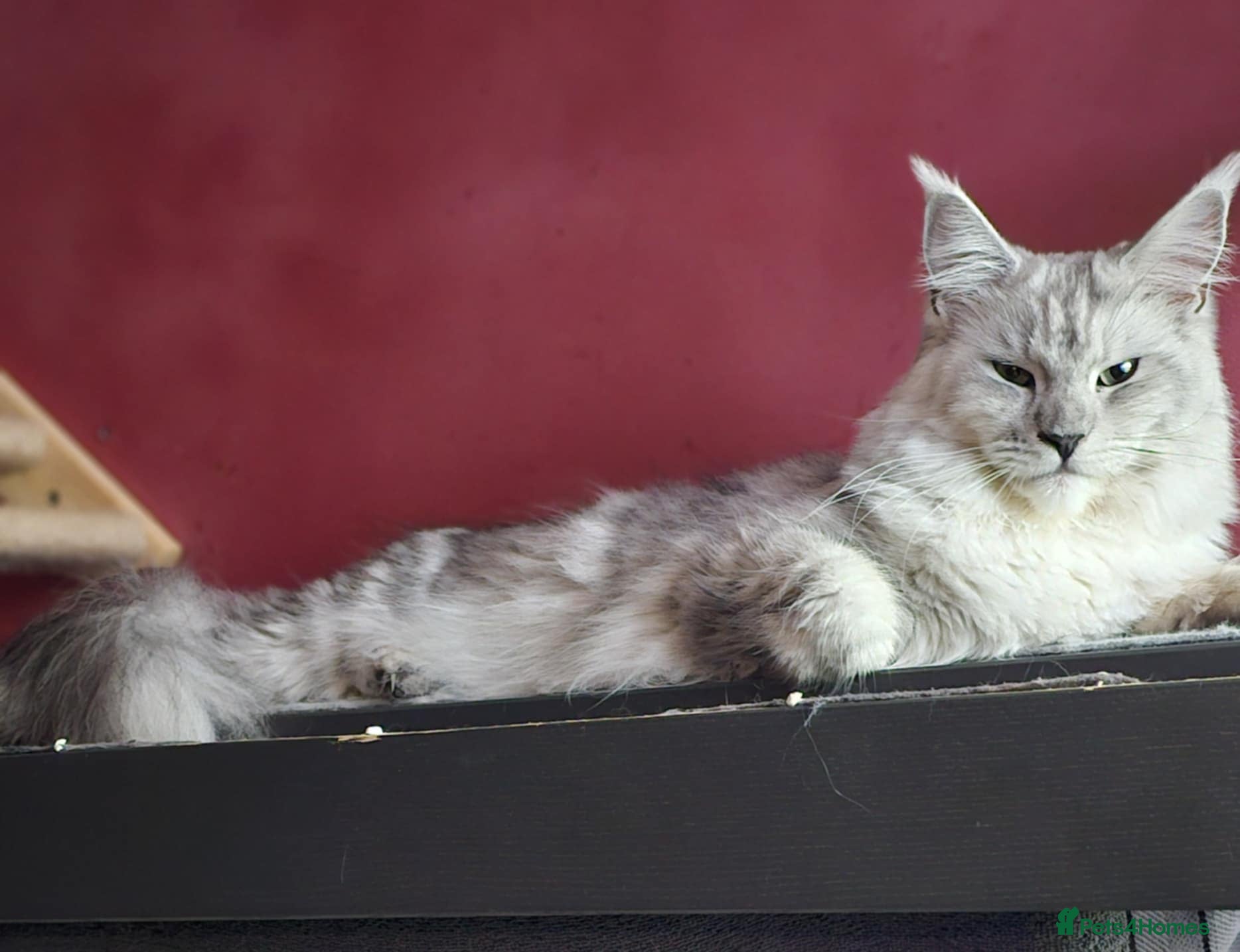 Maine Coon cats Tica Registered Queen Silver Tabby Maine coon - Advert 2