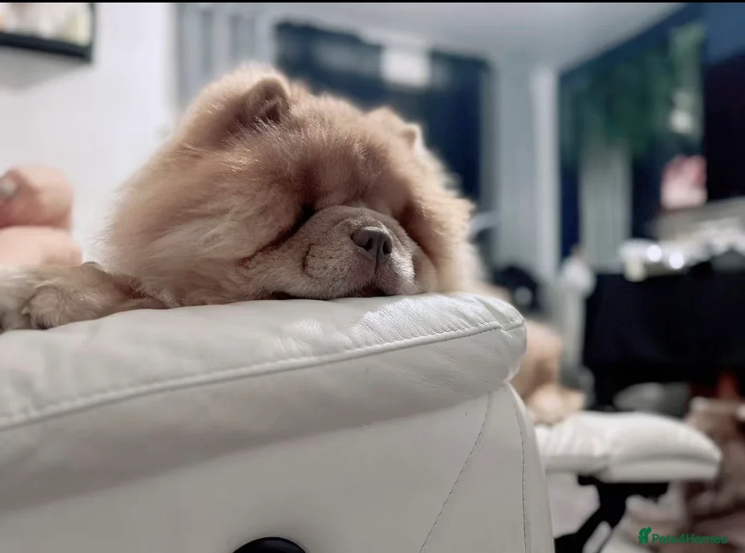 Chow Chow dogs for sale: REDUCED REAL TEDDY BEAR CHOW - Advert 7