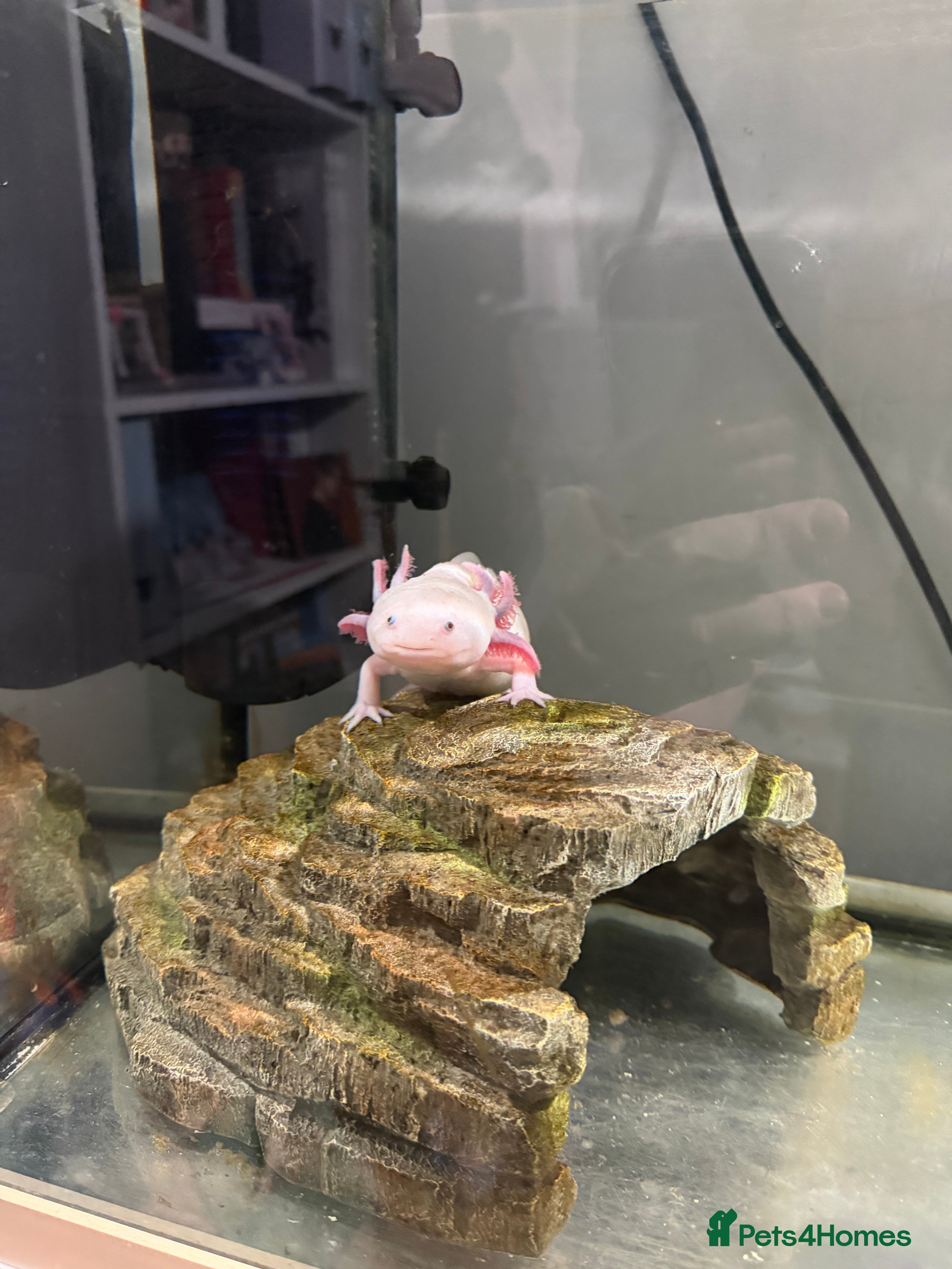 Axolotl reptiles Female Leucistic Axolotl and setup - Advert 2