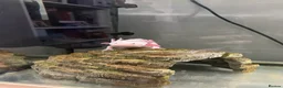 Axolotl reptiles for sale: Female Leucistic Axolotl and setup in Chelmsford - Advert 2