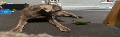 Labrador Retriever 1