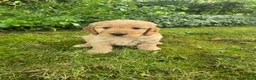 Cockapoo dogs for sale: F1 Fox red Miniature Cockapoo puppies in Preston - Advert 8