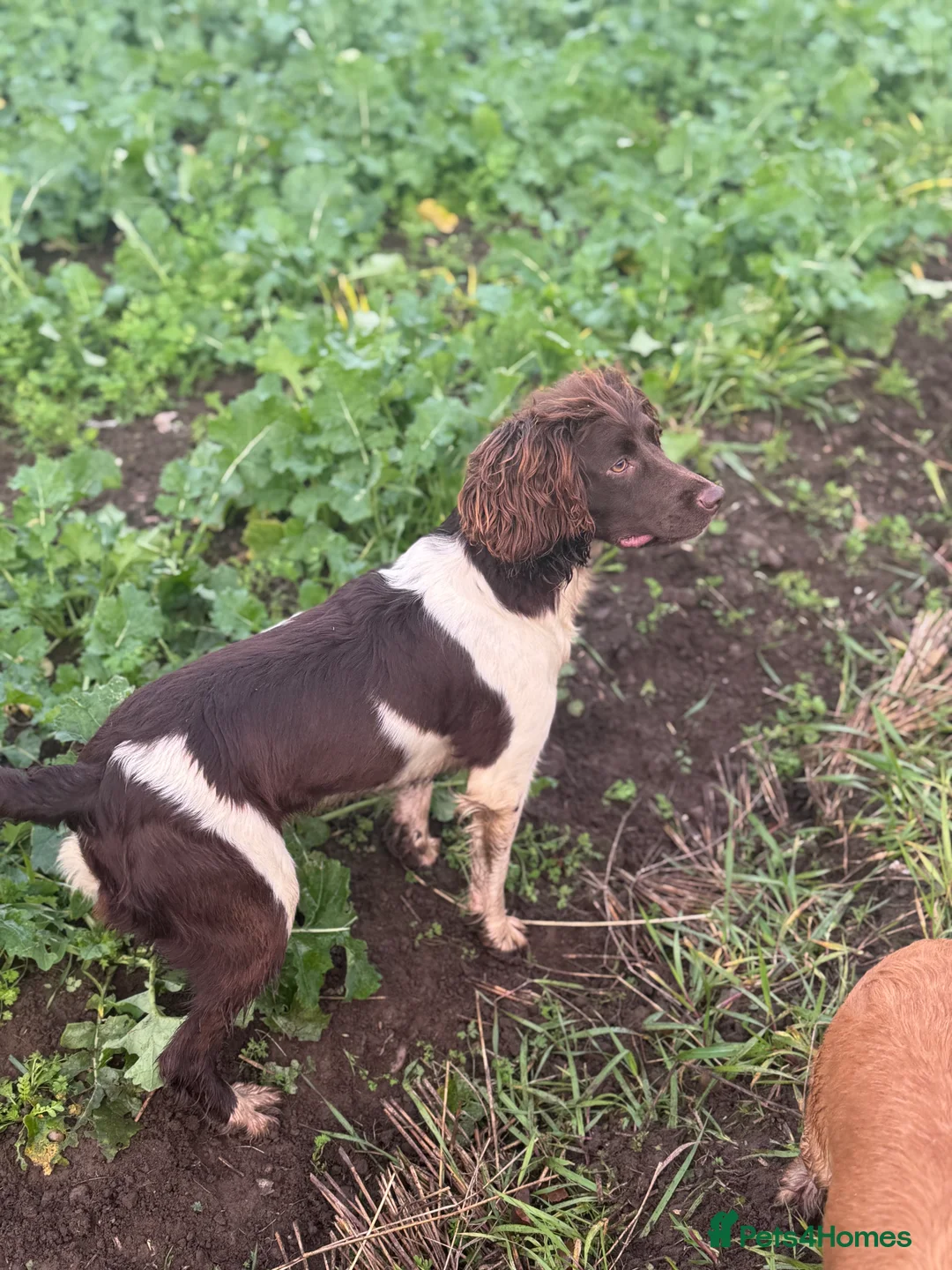 English Springer Spaniel dogs for sale: Springer Spaniel Puppies - Advert 14