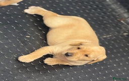 Labrador Retriever dogs for sale: KC registered lab pups - Image 5
