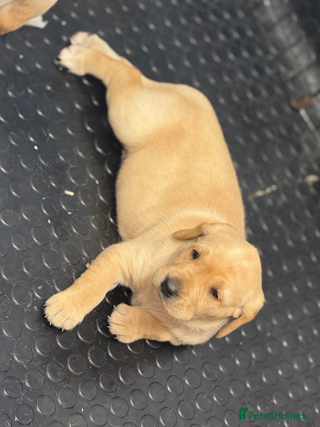 Labrador Retriever dogs for sale: KC registered lab pups - Image 5