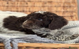 Cockapoo dogs for sale: Amazing fully health tested cockapoos - Image 9