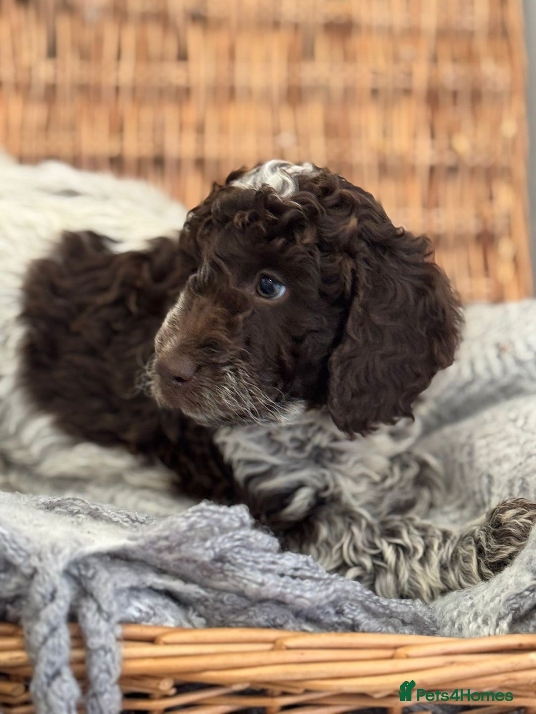 Cockapoo dogs for sale: Amazing fully health tested cockapoos - Image 9