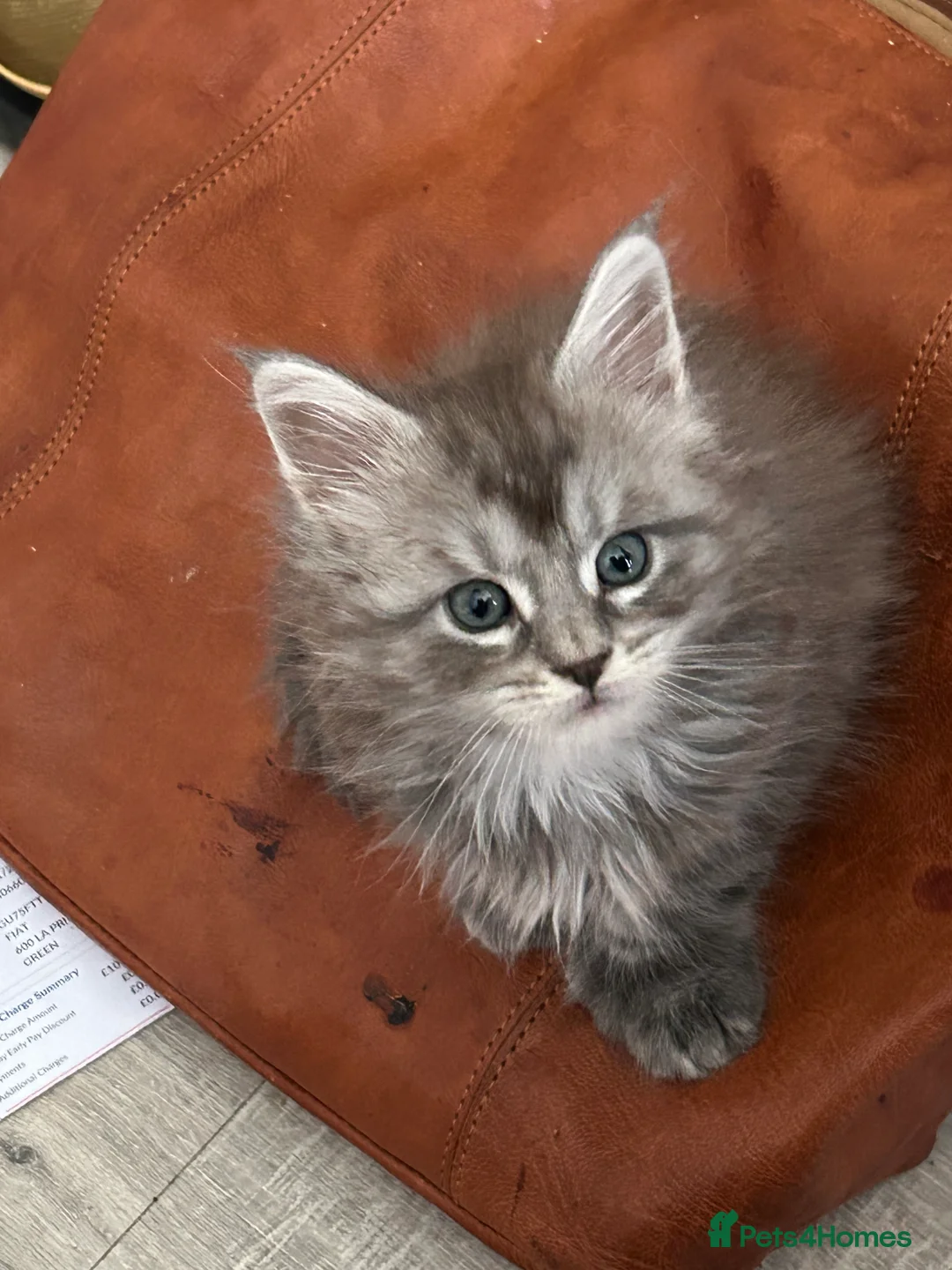 Maine Coon cats for sale: Two female tica registered Mainecoon kittens - Advert 19