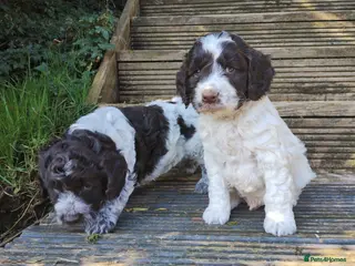 Cockapoo dogs Cockapoo Puppies F1! - Advert 1