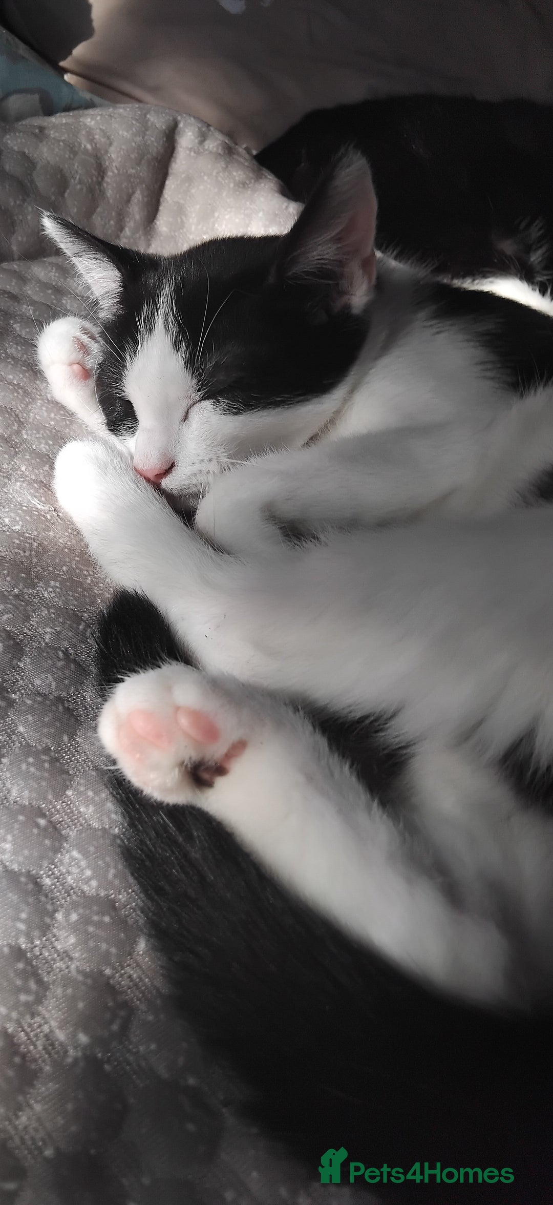 Domestic Shorthair cats for sale: 1 older male kitten - Image 3