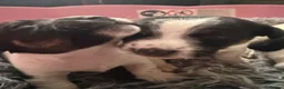 Jack Russell dogs for sale: 3 beautiful Jack Russell girls - Advert 22